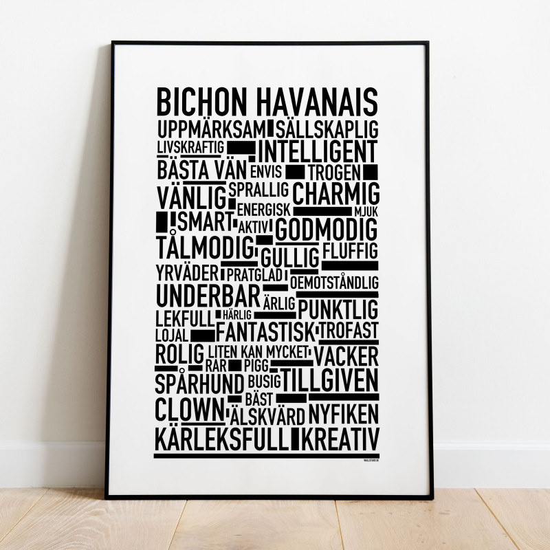 Bichon havanais hundtavla