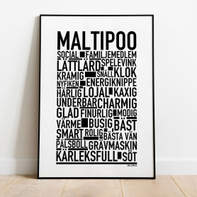 Maltipoo Poster