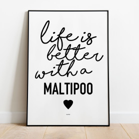 Life Is Better Maltipoo