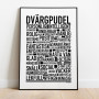 Dvärgpudel Poster