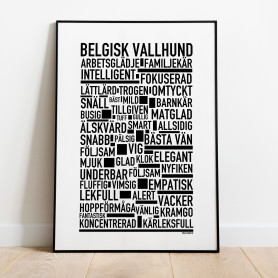 Belgisk Vallhund Poster