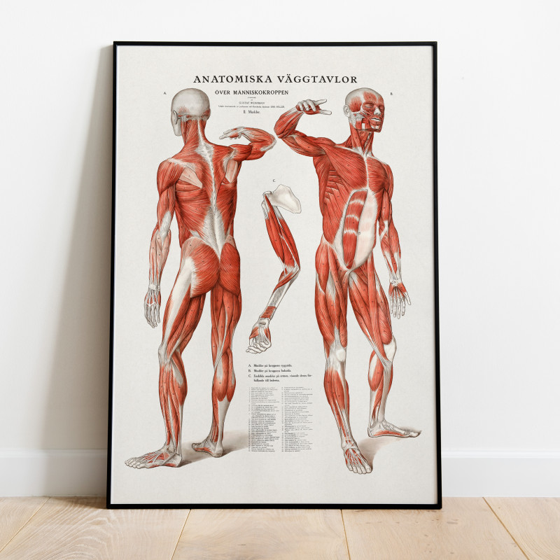 Anatomi av Gustaf Wennman 1920 Vintage Poster