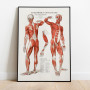Anatomi av Gustaf Wennman 1920 Vintage Poster