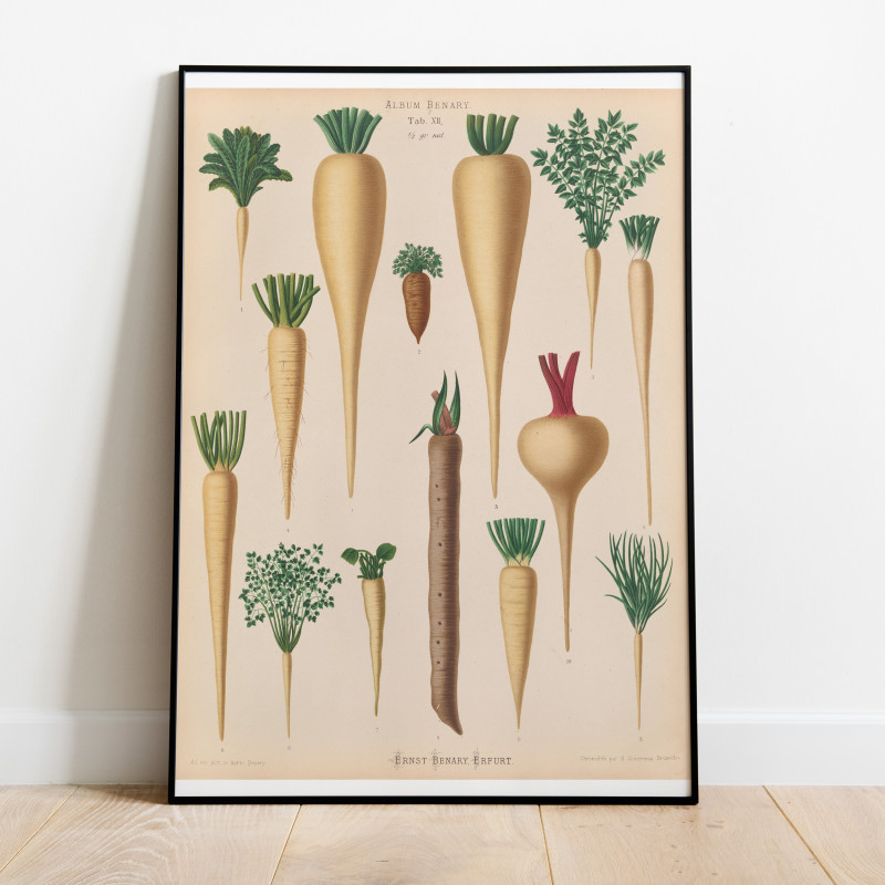 Ernst Benary Palsternackor Poster