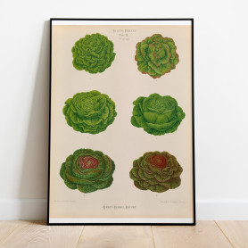 Ernst Benary Sallad Poster