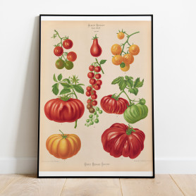Ernst Benary Tomater Poster