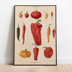 Ernst Benary Chili Poster