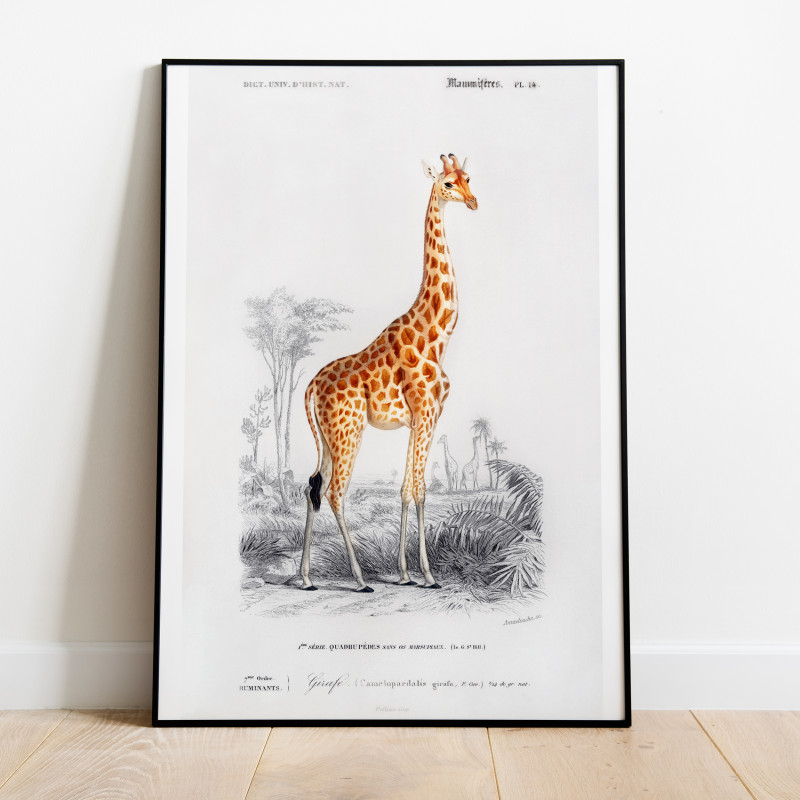 Giraff 1892 Vintage Poster
