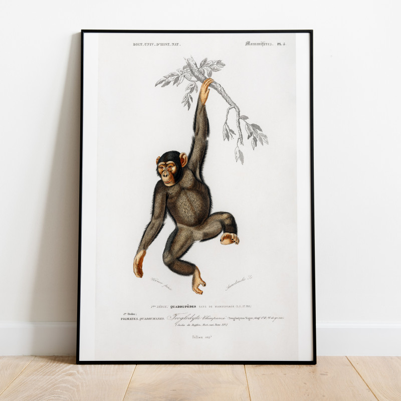 Schimpans 1892 Vintage Poster