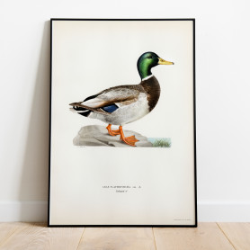 Grönand Svenska Fåglar Poster