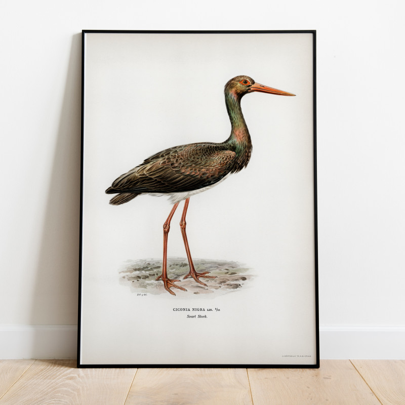 Svart Stork Svenska Fåglar Poster