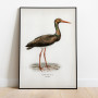 Svart Stork Svenska Fåglar Poster