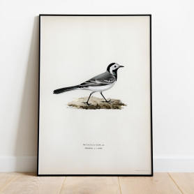 Sädesärla Svenska Fåglar Poster