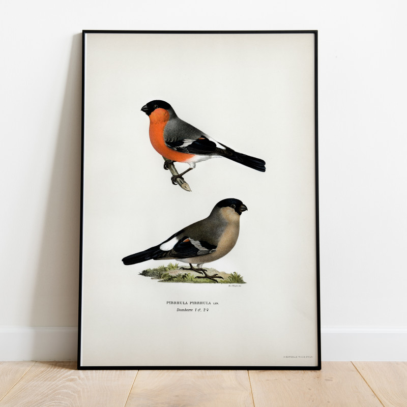 Domherre Svenska Fåglar Poster