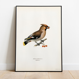 Sidensvans Svenska Fåglar Poster