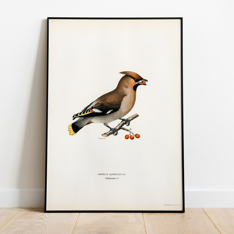 Sidensvans Svenska Fåglar Poster