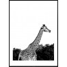 Long Giraffe Poster