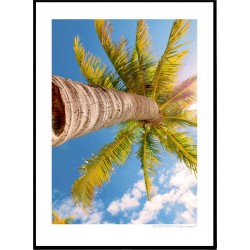 Key West Palm 